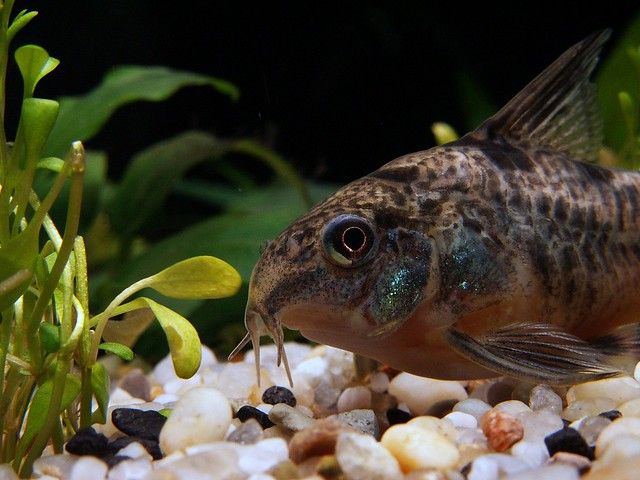 Setting Up Your Fish Tank For Cichlid Freshwater Fish